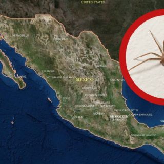 Araña violinista: en estos estados de México podrías tener un encuentro mortal; ¿vives en ellos?