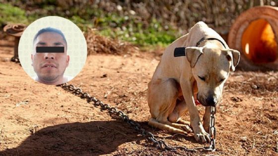 Cruel maltrato animal: hombre rocía con gasolina y quema al perrito de su ex tras discusión | VIDEO