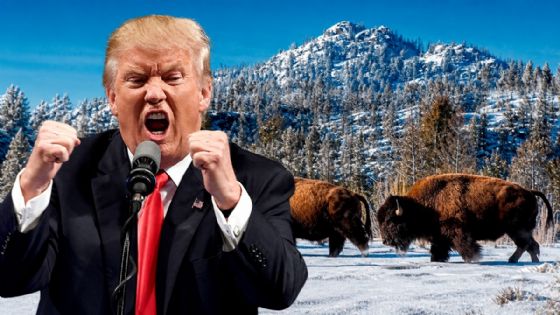 Trump ahora arremete contra los bisontes: los quiere sacar de su hábitat natural para poner vacas