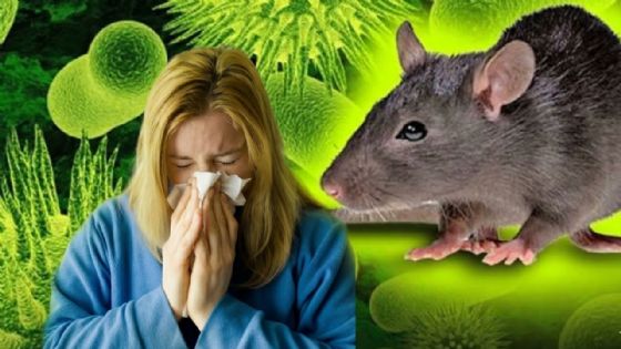 ¡No solo el hantavirus!: estas 4 enfermedades transmitidas por ratas ponen en alerta la salud mundia