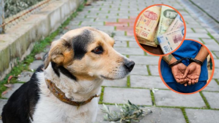 Multas de hasta 35 mil pesos o arresto: Nuevas sanciones de la Ley animal en Edomex
