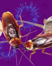 Foto descriptiva de: ¿Las cucarachas transmiten hantavirus?; esto dice la ciencia sobre el riesgo de tenerlas en casa
