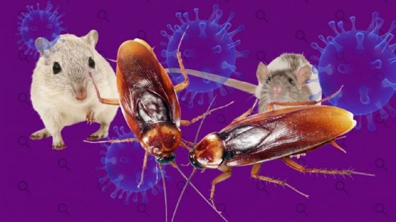 ¿Las cucarachas transmiten hantavirus?; esto dice la ciencia sobre el riesgo de tenerlas en casa