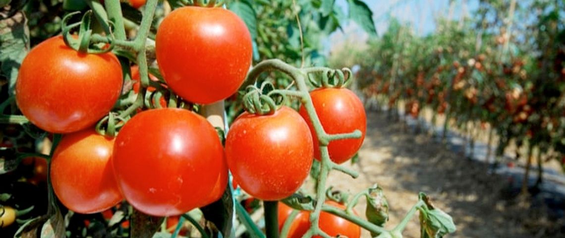¿Por qué sigue aumentando el precio del tomate en México y Estados Unidos y cuándo podría bajar?