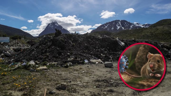 Hantavirus: así es Ushuaia, la posible zona cero del mortal virus de rata que mató a 3 turistas en el crucero MV Hondinus