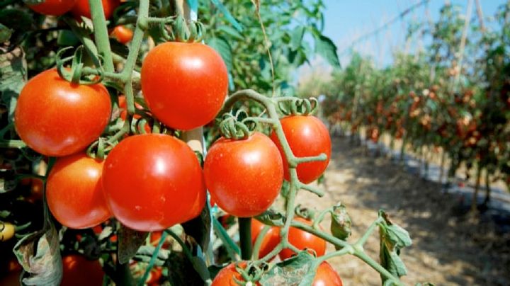 ¿Por qué sigue aumentando el precio del tomate en México y Estados Unidos y cuándo podría bajar?